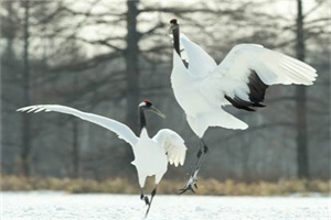 成都市侦探公司：解释越多，越像在求批准